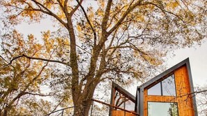 Une cabane moderne perchée dans un arbre, avec une façade en bois et un escalier en métal.