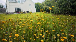 A white house with a sloped roof and a front porch, surrounded by a field of yellow flowers. - Traditional Connemara Retreat | 5 Mins to Aran Ferry (Co. na Gaillimhe)