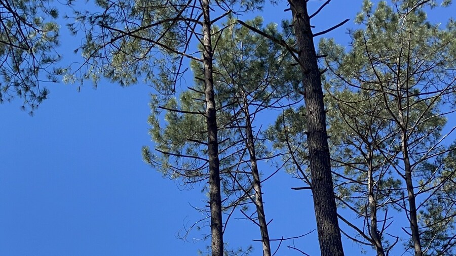 greet hotel Castets Coeur des Landes