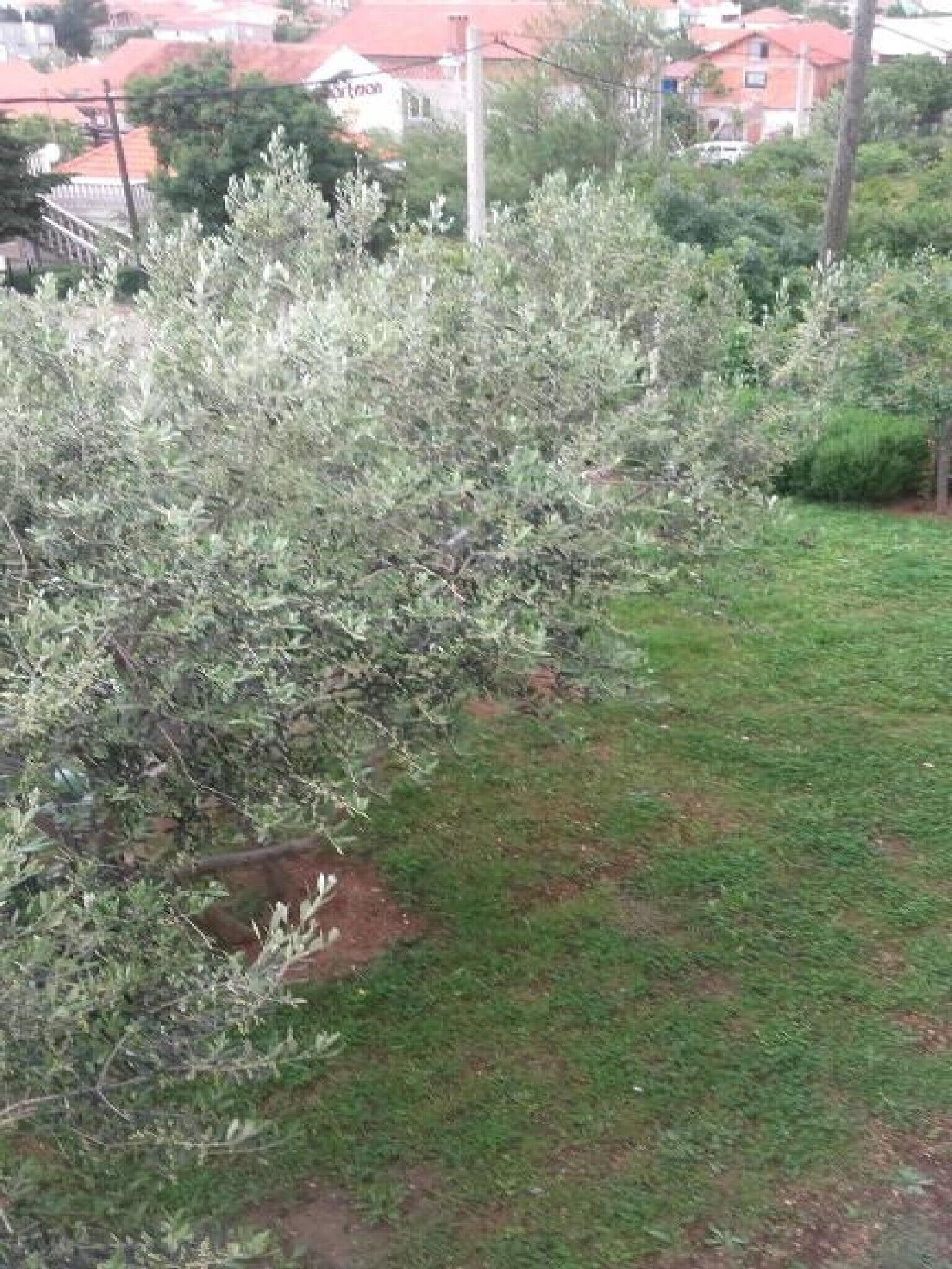 A garden with a variety of shrubs and a lawn.