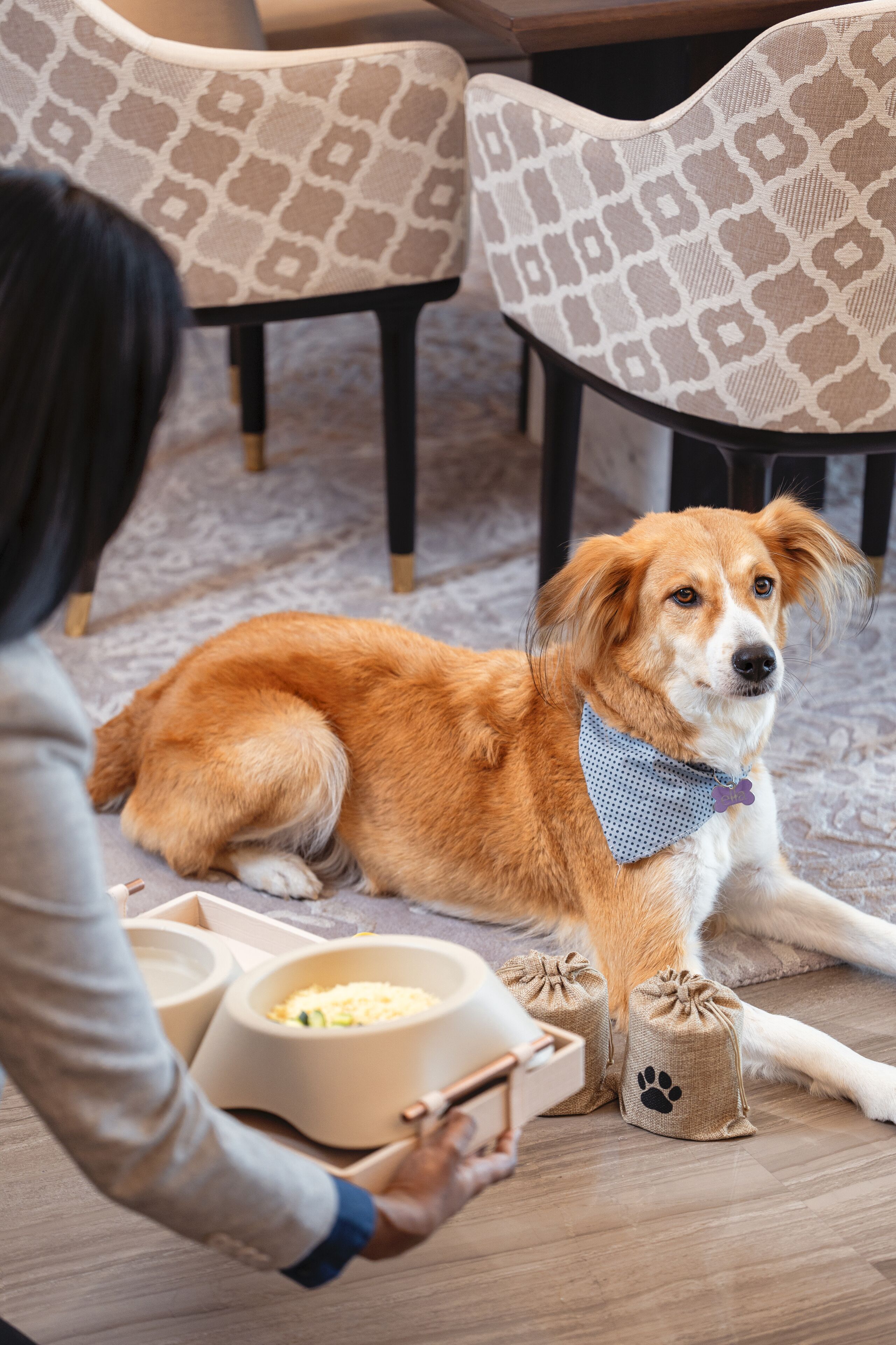 Un chien allongé sur un tapis à motifs, avec des gamelles et un jouet en forme d’os à proximité, une personne tenant une gamelle, et des chaises à motifs en arrière-plan.