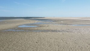 Una platja amb sorra mullada i tolls, i ocells a la riba.