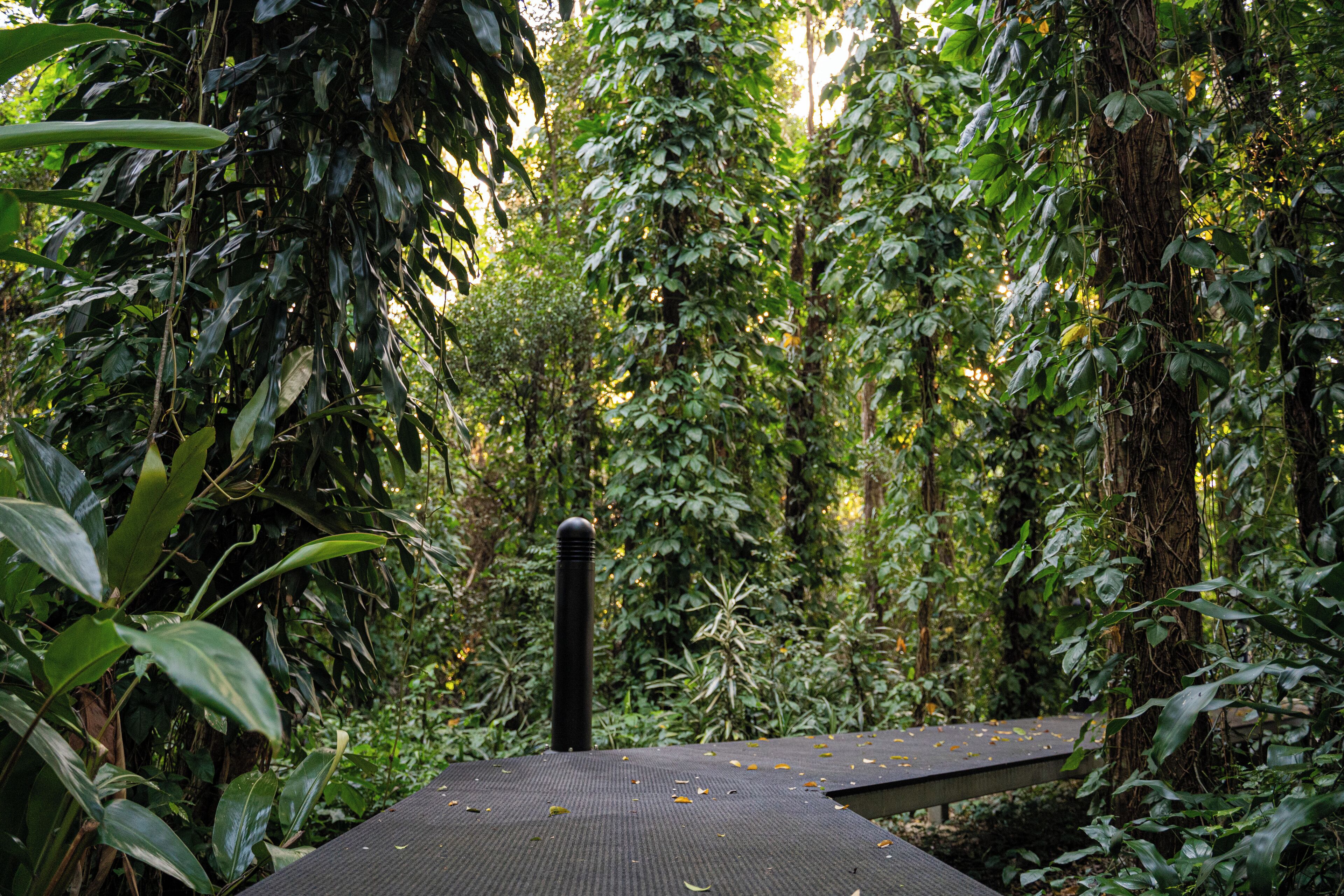 A wooden deck surrounded by dense tropical foliage.