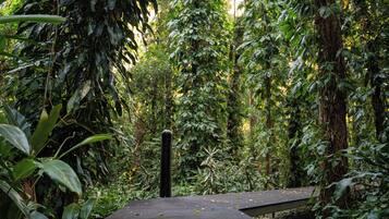 A wooden deck surrounded by dense tropical foliage.