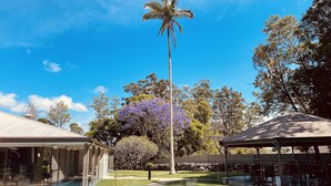 Ein Swimmingpool mit wolkenlosem, blauem Himmel, einer hohen Palme und einem blühenden, violetten Baum im Hintergrund.