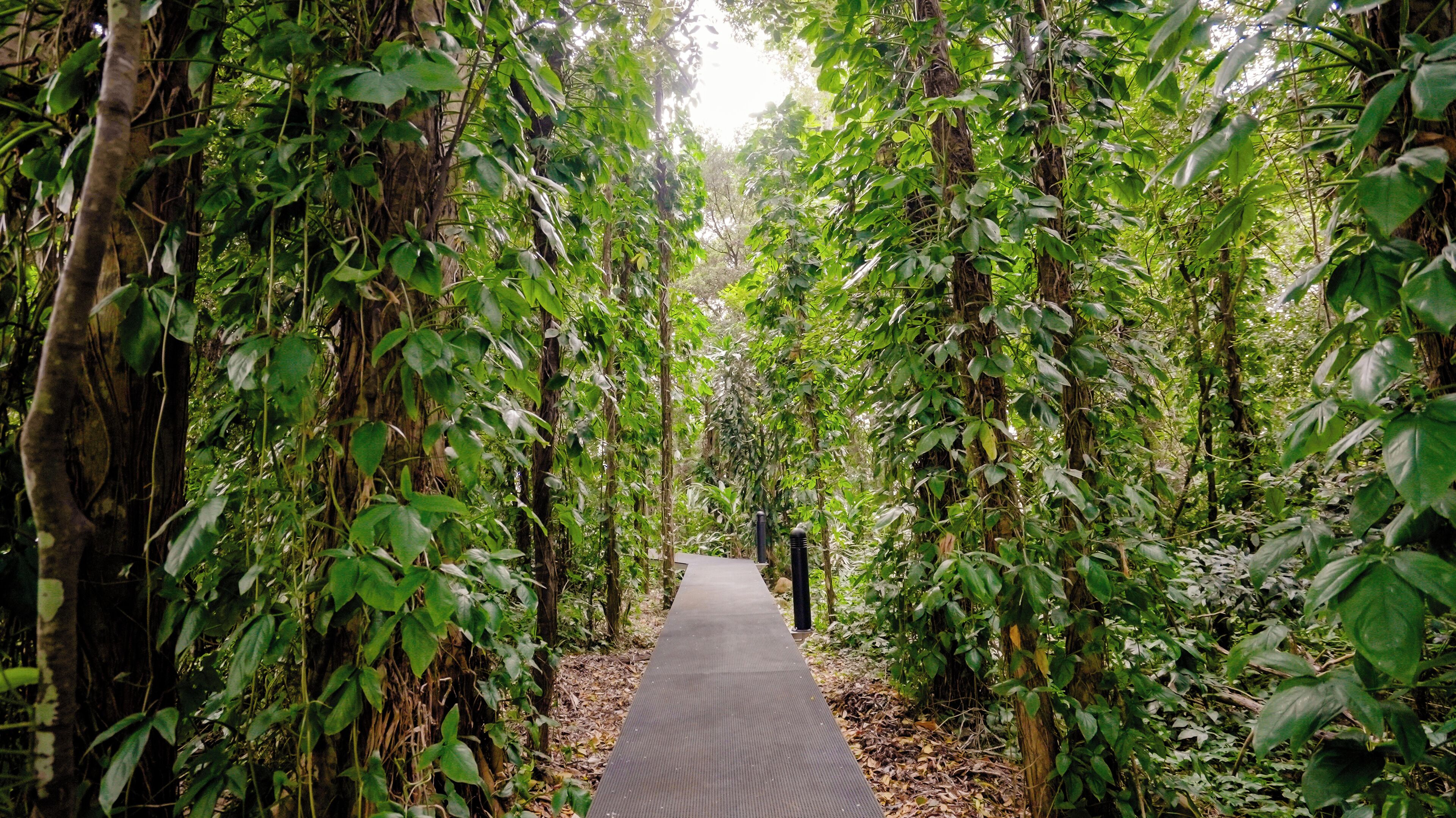Un sendero rodeado de vegetación densa y árboles.