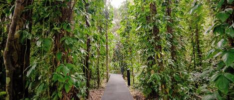 Un sendero rodeado de vegetación densa y árboles.