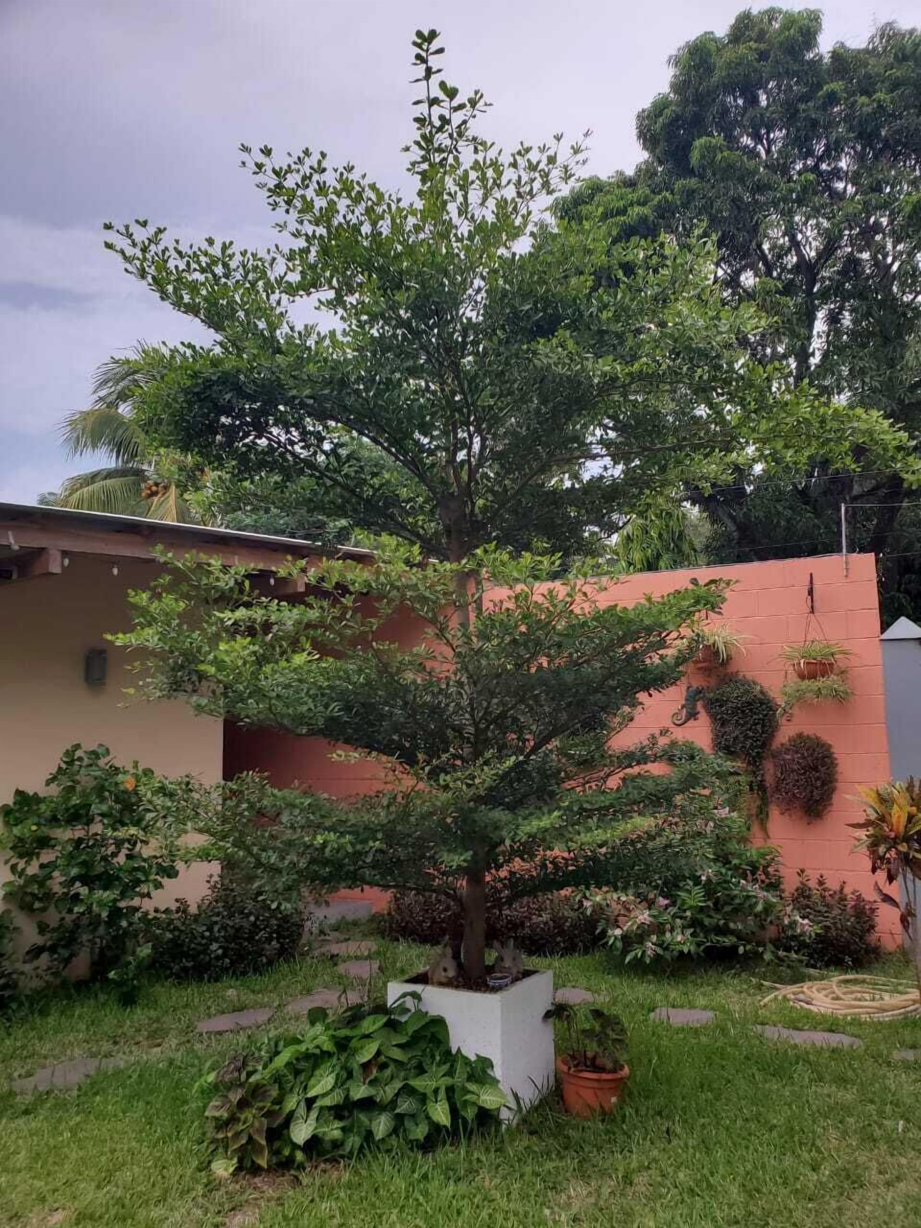 A garden with a central tree, various potted plants, and a building in the background.