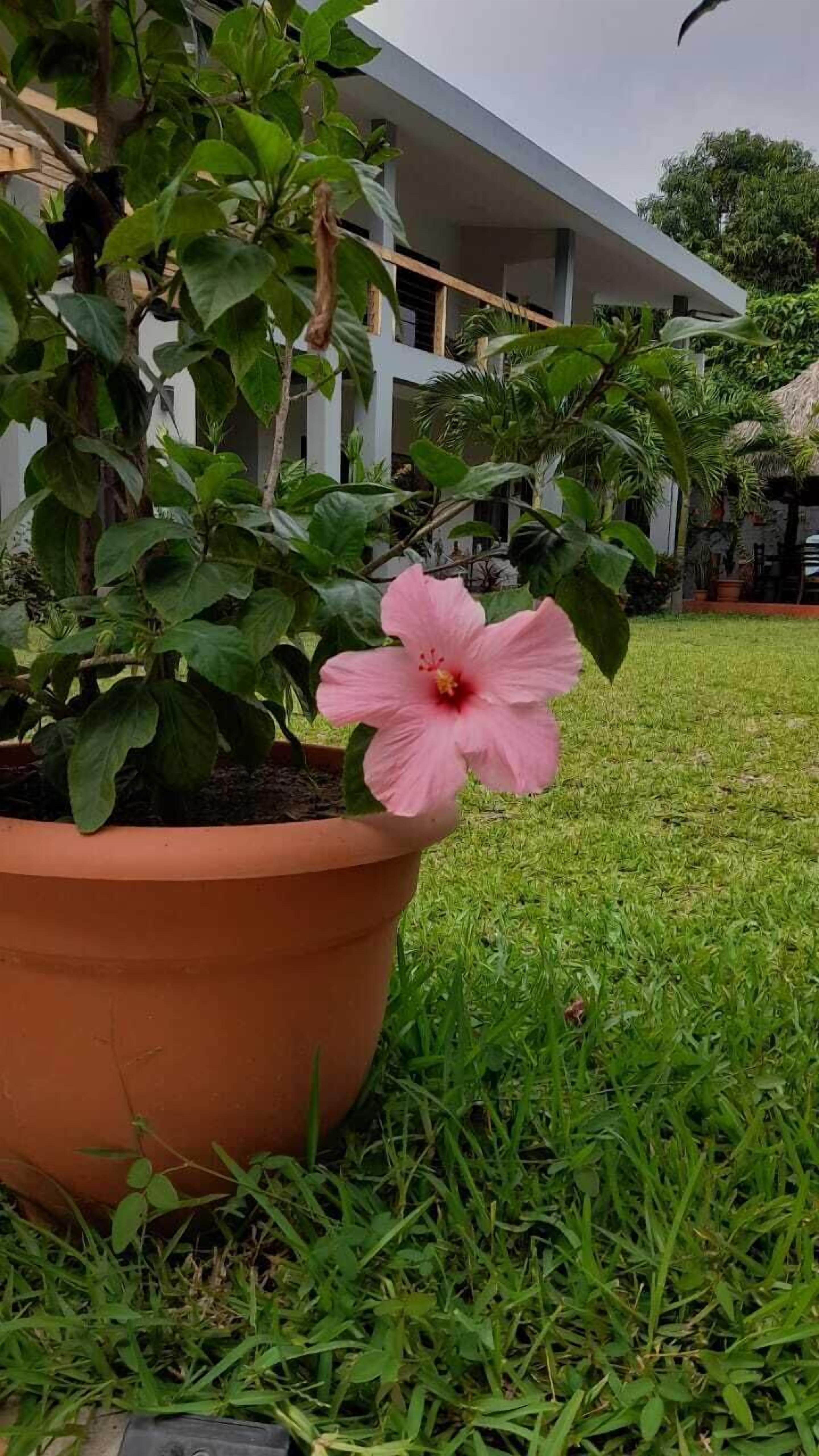 A potted plant with a pink flower in a grassy area.