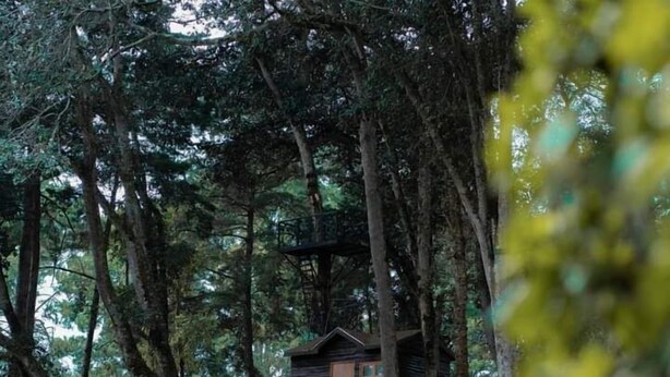 A treehouse cabin surrounded by tall trees in a forested area. - Asgard Resort (Santiago Sacatepéquez)