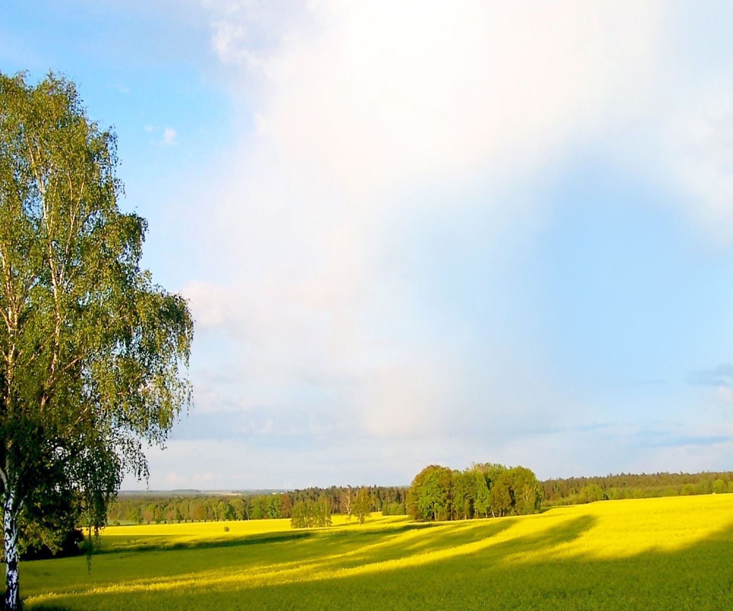 A wide, open field with a large tree on the left and a line of trees in the distance under a clear sky.