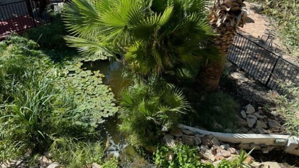 A garden with a palm tree, a small pond, and surrounding greenery. - Big Chile Inn & Suites (Las Cruces)