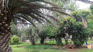 A garden with various plants, a small pond, and a rock. - Eden Guest Farm (Bloemfontein)