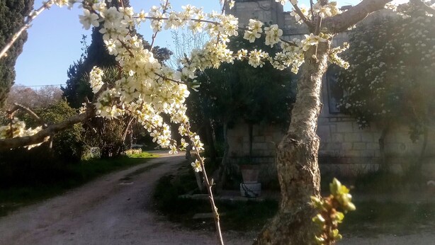 Un árbol con flores blancas en un patio con un edificio de piedra al fondo.