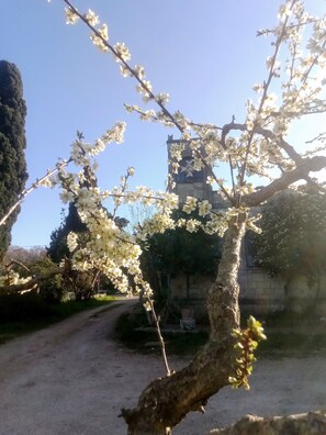Un arbre aux fleurs blanches, situé dans une cour, avec un bâtiment en pierre en arrière-plan.