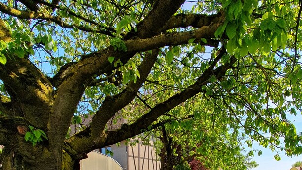 A garden area with outdoor furniture and a large tree. - Peaceful house in the heart of Alsace (Baldenheim)