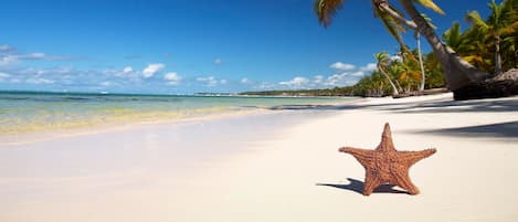 A starfish on a sandy beach with palm trees and a clear blue sky.