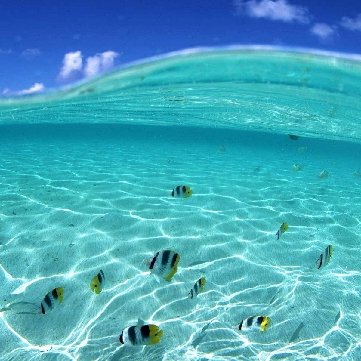 A clear underwater view of a coral reef with several fish swimming around.