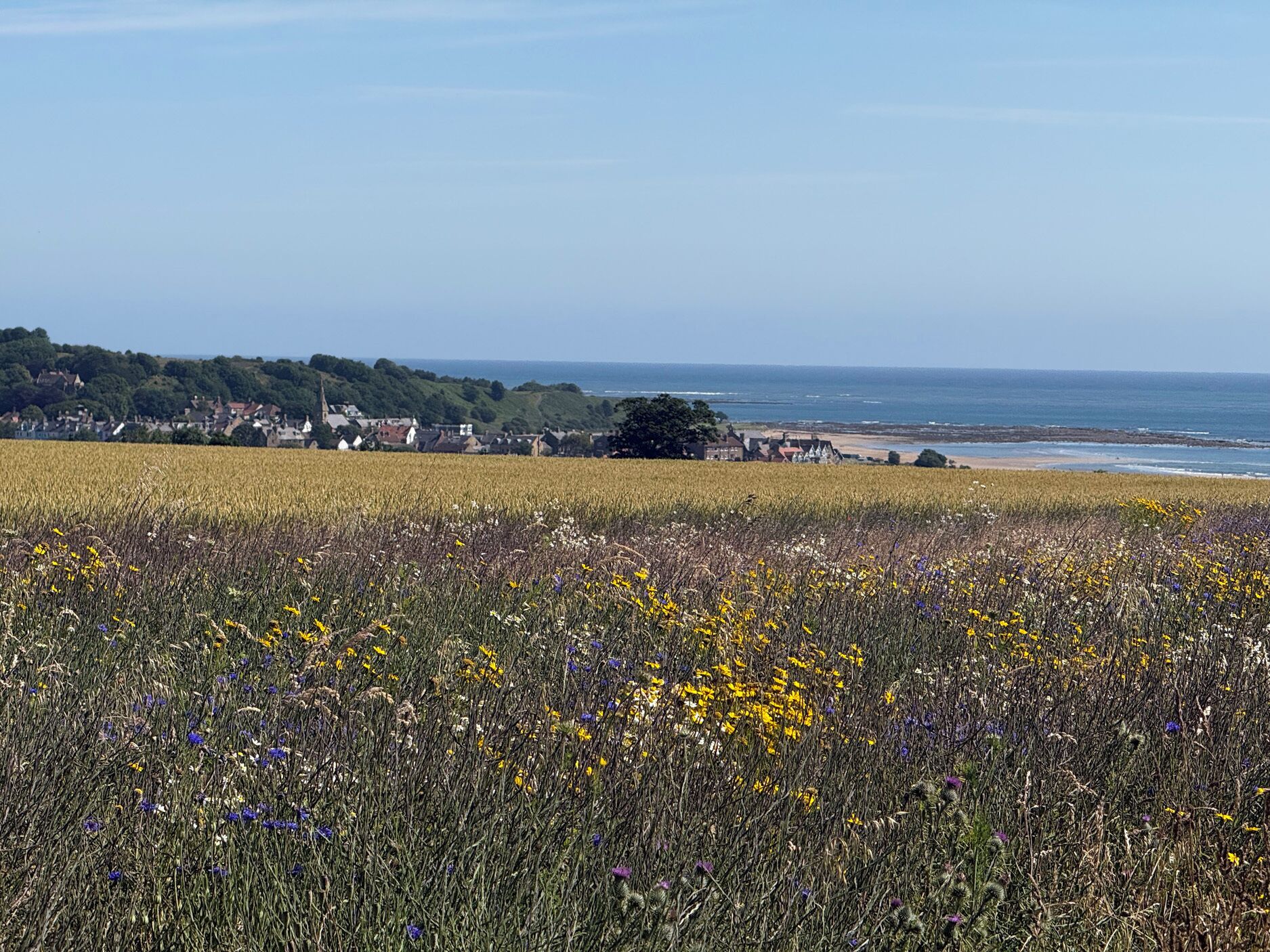 A coastal landscape with a field of wildflowers in the foreground, a village in the background, and the sea and sky in the distance.