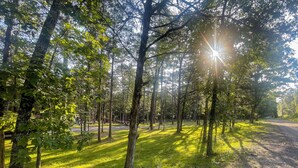 Une zone boisée avec un sentier de terre et la lumière du soleil qui filtre à travers les arbres.