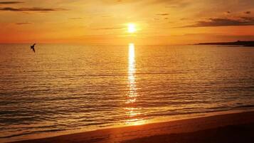 Cabin, 1 King Bed with Sofa bed | Beach