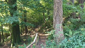 A wooden staircase leading up a forested path. - woodland cottage (barnstaple)