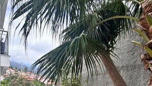 Property grounds - Home to Stay by Madeira Sun Travel (Funchal)