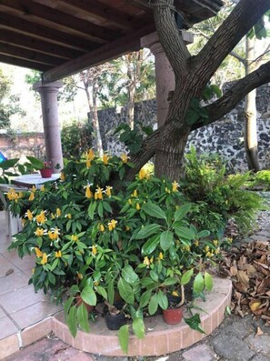 Property grounds - Villa La Palma (Jiutepec)