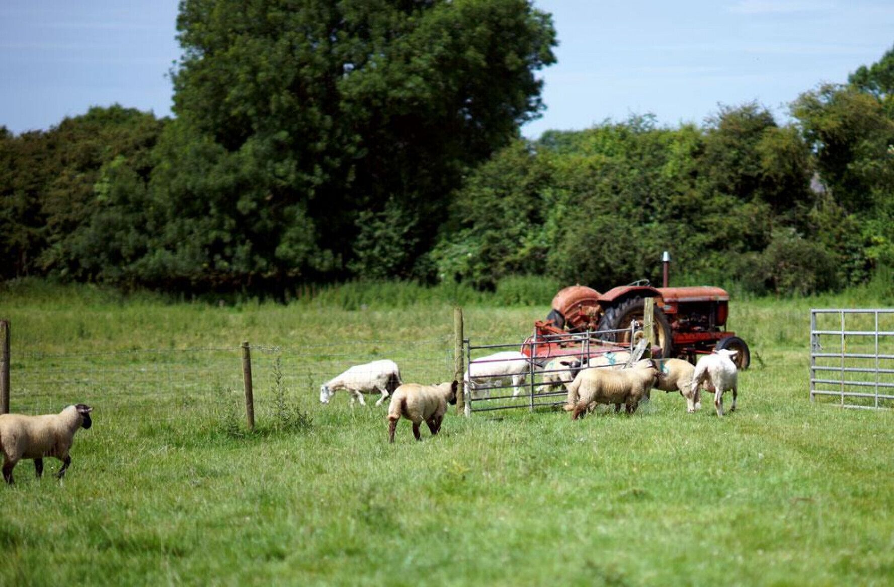A rural landscape with a tractor and sheep in a fenced field.