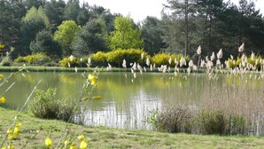 A serene pond surrounded by lush greenery and trees. - Exceptional family lodge in the heart of nature, 60 kms from Paris. (LA BOISSIÈRE-ÉCOLE)