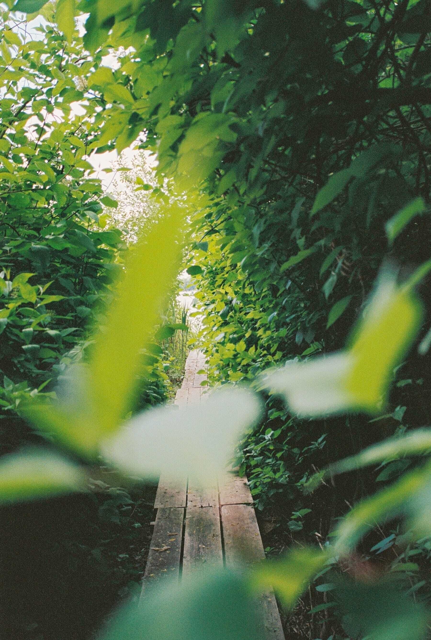 Un sentier qui traverse un jardin bordé de part et d’autre d’une végétation luxuriante.