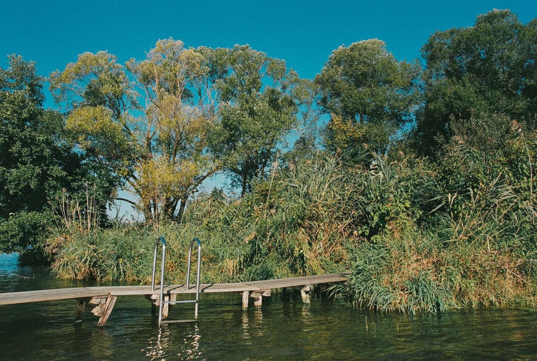 A wooden pier extending into a calm body of water, surrounded by dense greenery and trees.
