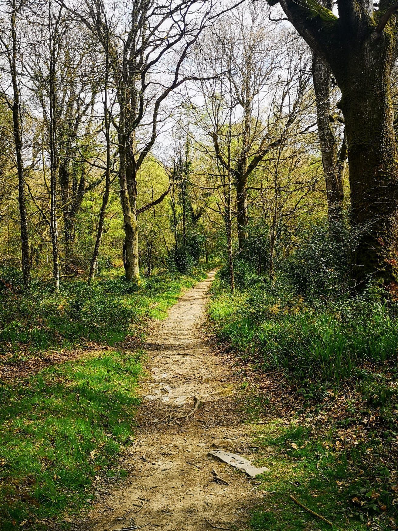 A forest path with trees on either side.