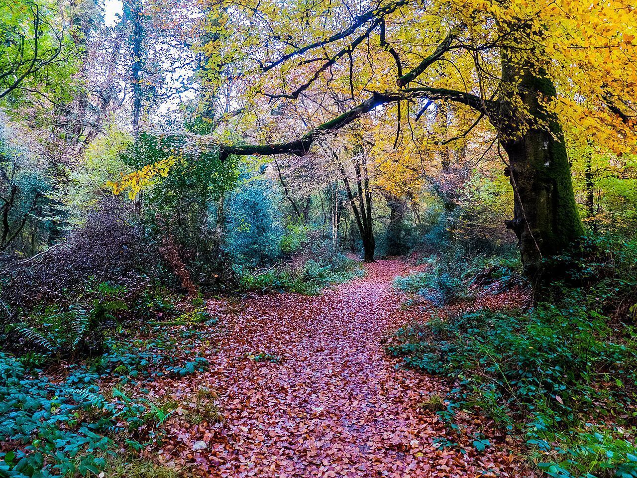 A forest path covered with fallen leaves.