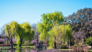 A park with a pond, willow trees, and a bench. - 2-bed Flat Near Marylebone High Street · Sleeps 4 (London)