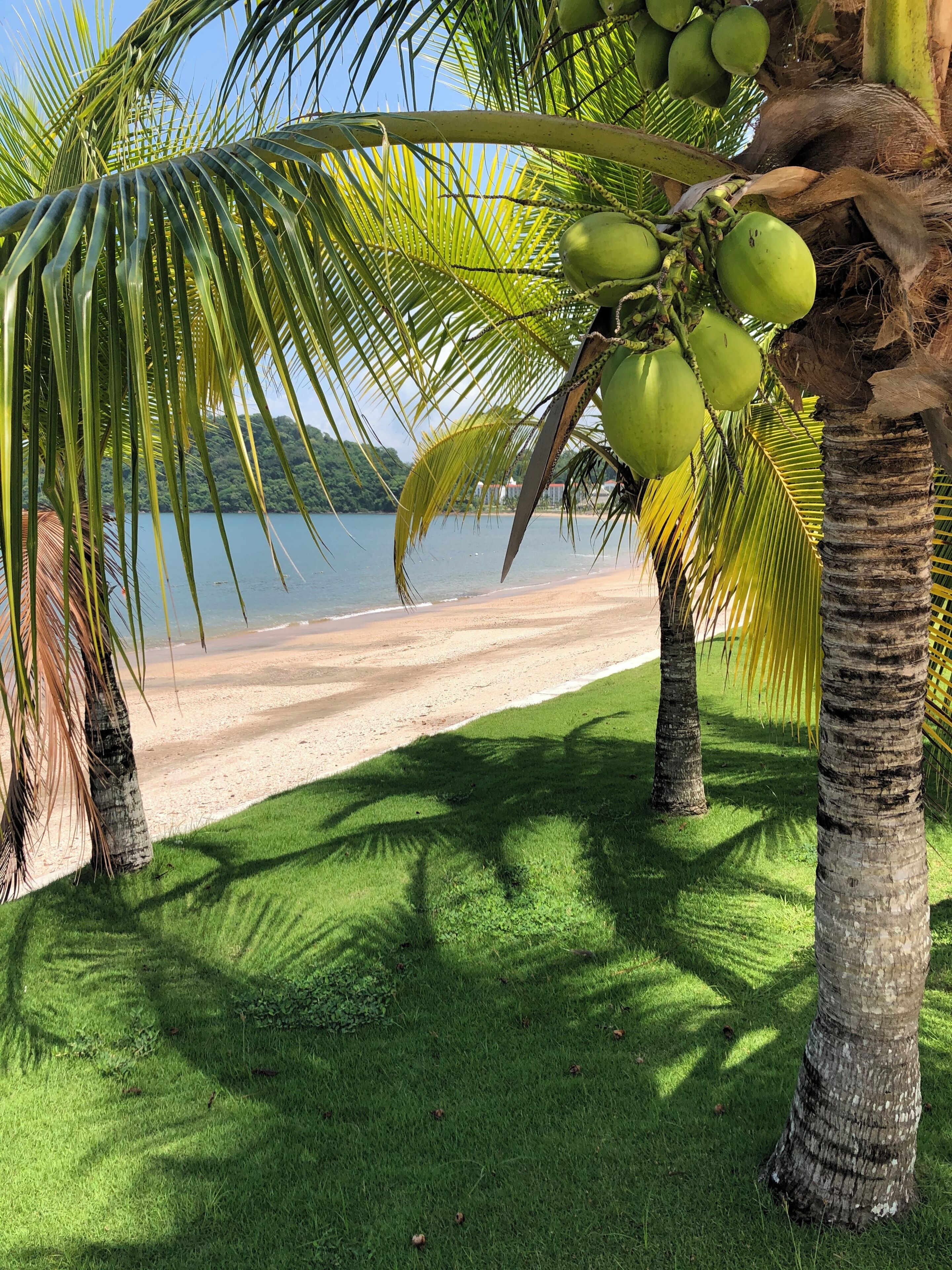 A beach with palm trees and a clear view of the water.