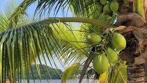 A beach with palm trees and a clear view of the water. - APARTMENT  BETWEEN OCEAN AND RAIN FOREST - Beachside apartment with outdoor pool (Panama City)