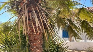 A palm tree with a textured trunk and green fronds, a blue door, and a white building with a tiled roof. - Omontinho - 4-bed House With Pool in Melides (Grandola)
