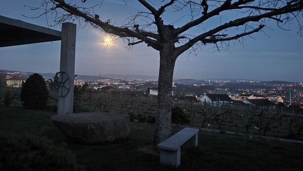 Un albero con una panchina e una pietra in un parco, con uno skyline urbano sullo sfondo.