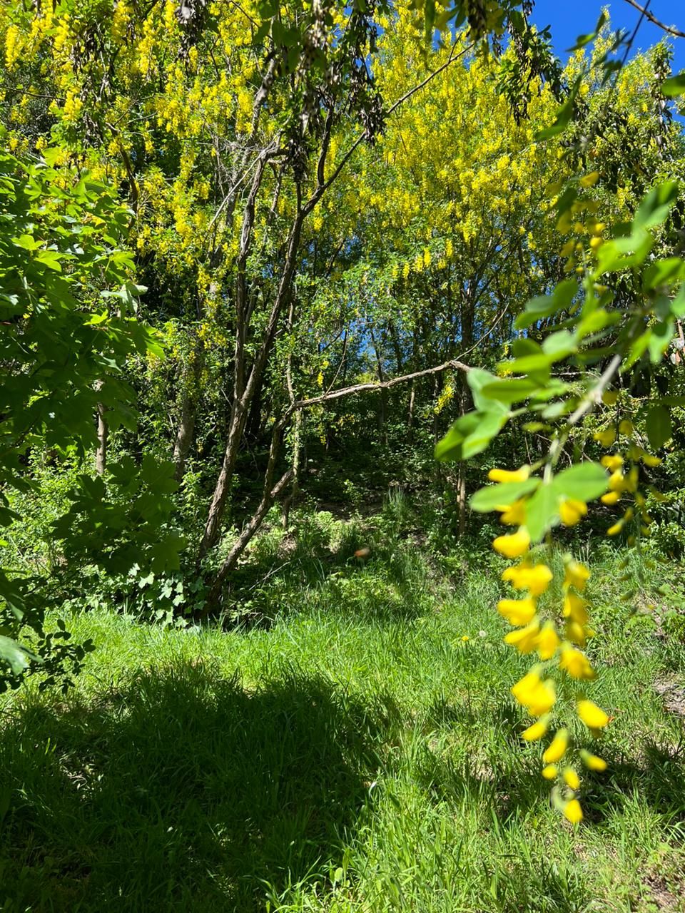 A natural outdoor setting with trees and grass.