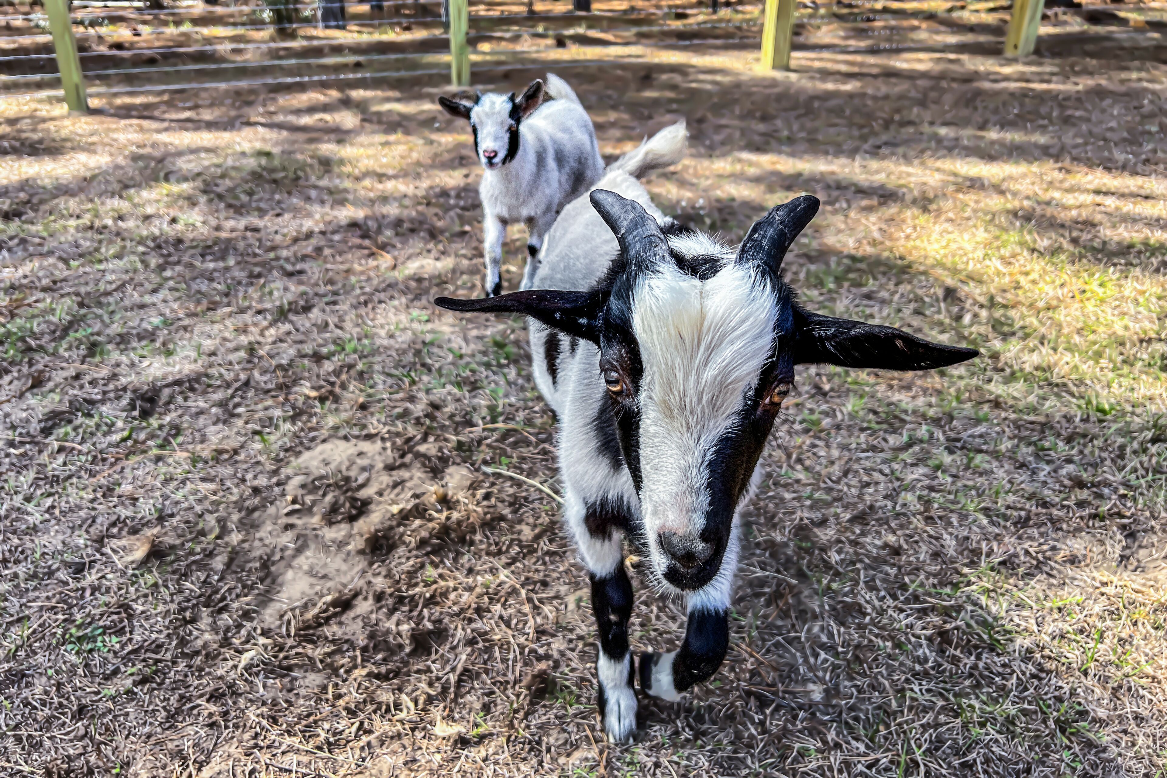 Cute cottage next to farm animals near Nature Coast with pool