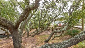 Une zone boisée, avec des arbres et un escalier menant à un bâtiment.