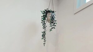 A wicker chair with a white cushion, a hanging plant with green leaves, and a white wall with a power outlet. - The California Suite (Fort St. John)