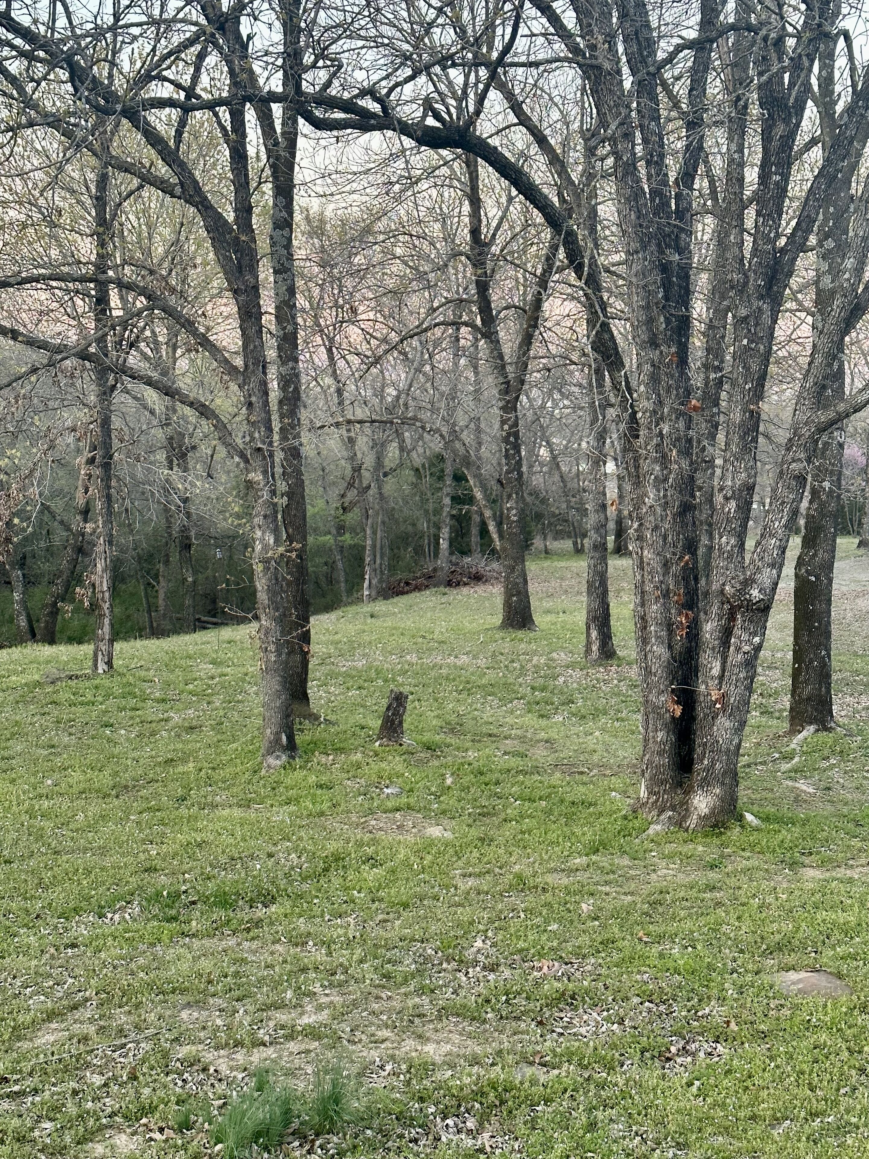Un área boscosa con árboles y terreno cubierto de hierba.