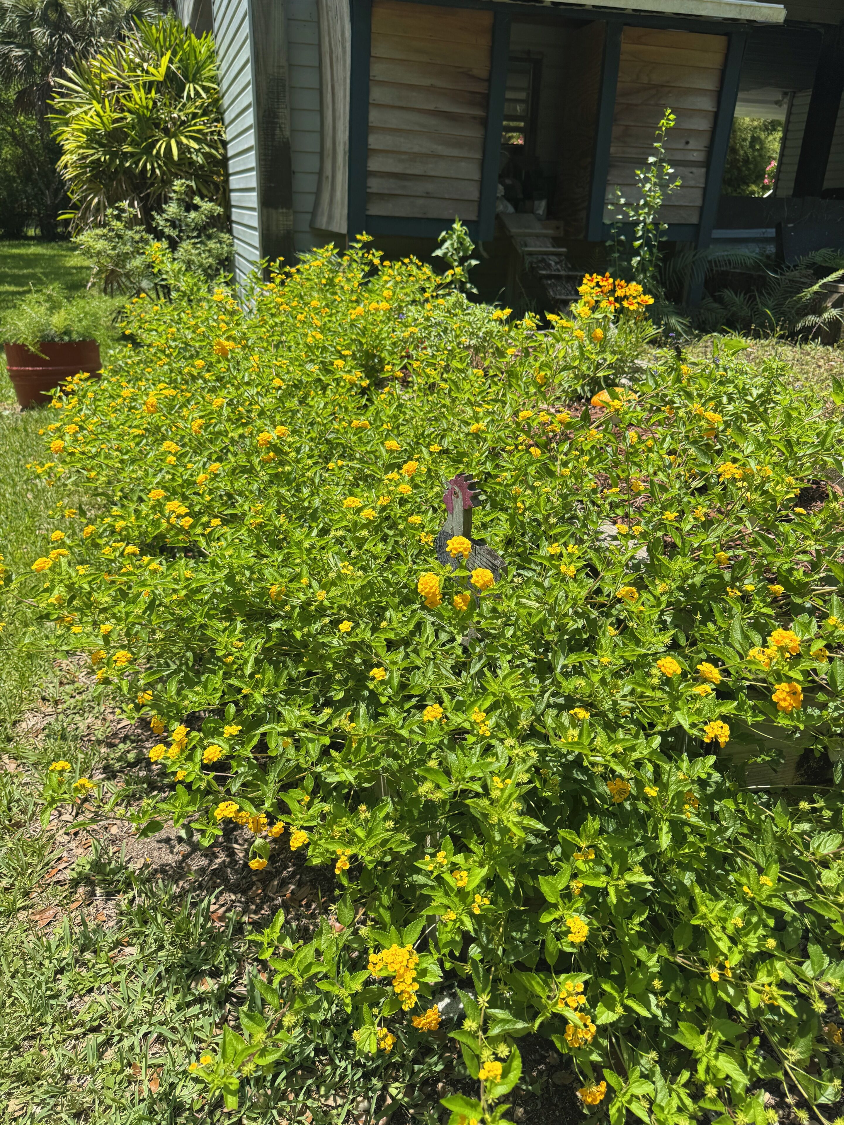 A garden with yellow flowers and a house in the background.