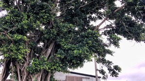 A large tree with thick roots, a stone wall, and a building with a window and shutter. - Villa Gazamani (Yaese)