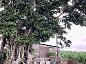 Property grounds - Villa Gazamani (Yaese)