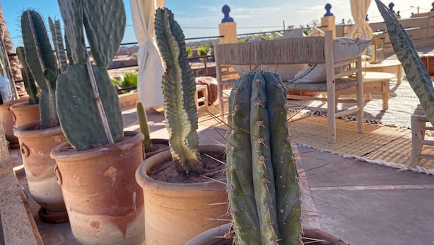 Cactacee in vaso su una terrazza con vista sulla città.
