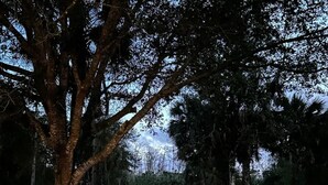 A dirt path flanked by trees and white fences, leading to a distant white building. - Vacation guest pool home (Naples)