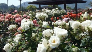 Un jardín con diversas flores y un pabellón.